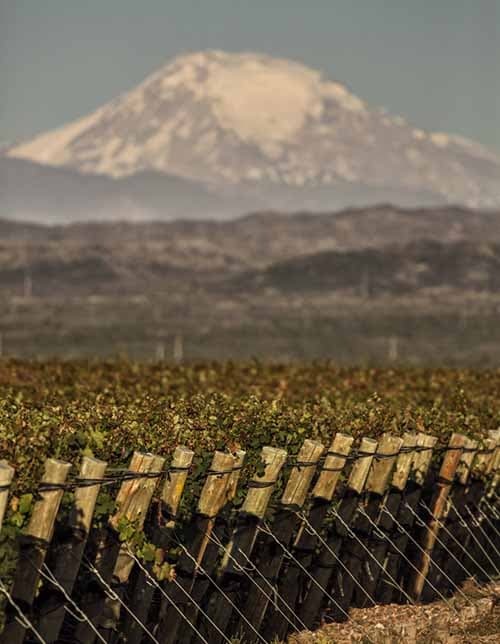 INTA Luján capacitará sobre viñedos orgánicos