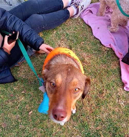 «Proyecto Franco» tendrá una jornada sobre el Día Internacional de los animales sin hogar