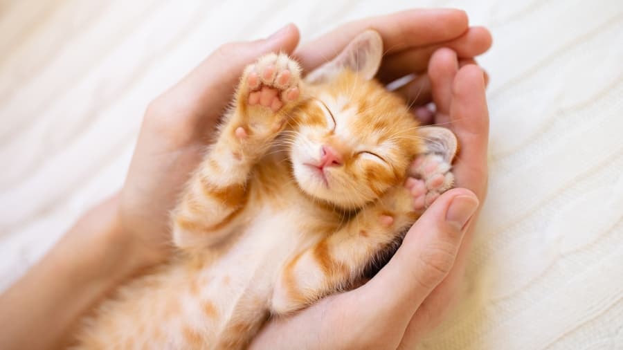 5 Mitos sobre los gatos que cambiarán tu percepción sobre los felinos