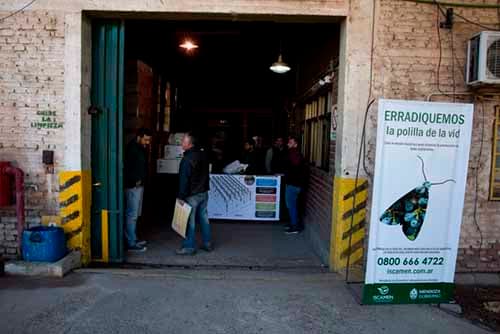 Comenzó la entrega de difusores de feromonas para la Polilla de la Vid