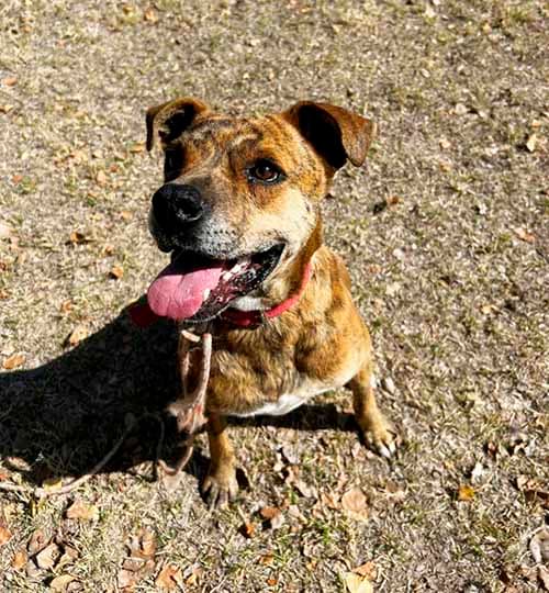 Buscan hogar para Ramón, un perro hallado en Luján