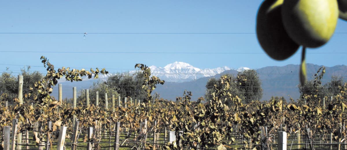 “Olivarte” el concurso fotográfico que promueve el aceite de oliva extra virgen de Mendoza