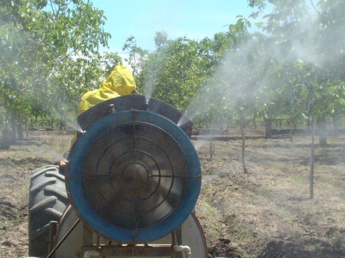 Polilla de la Vid: 2° etapa de entrega de insecticidas en Luján y otras zonas