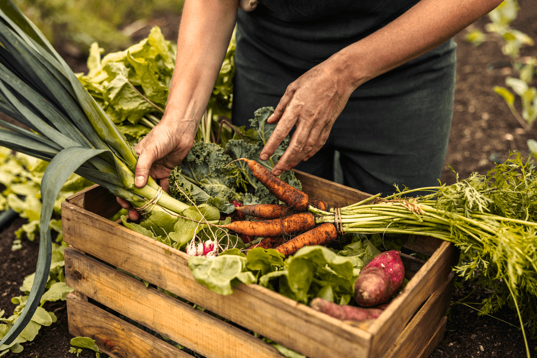 Knorr abrió las puertas de su cocina para mostrar cómo se cultivan y deshidratan sus vegetales en Mendoza