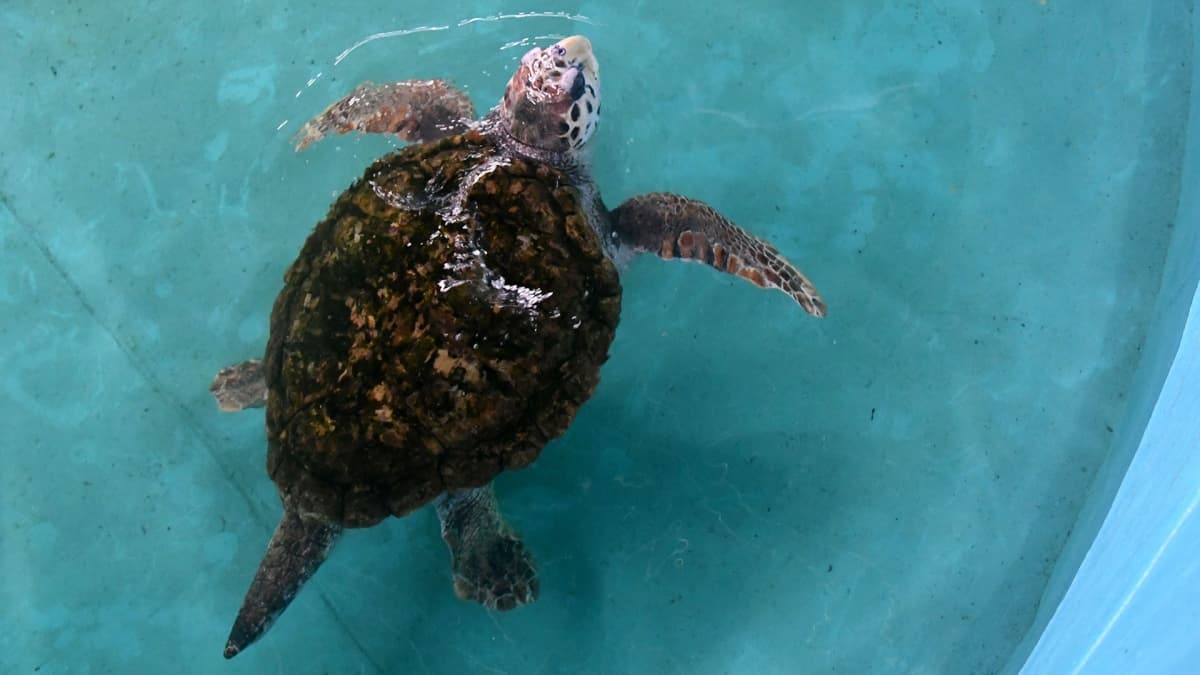 El tortugo Jorge llegó a Mar del Plata