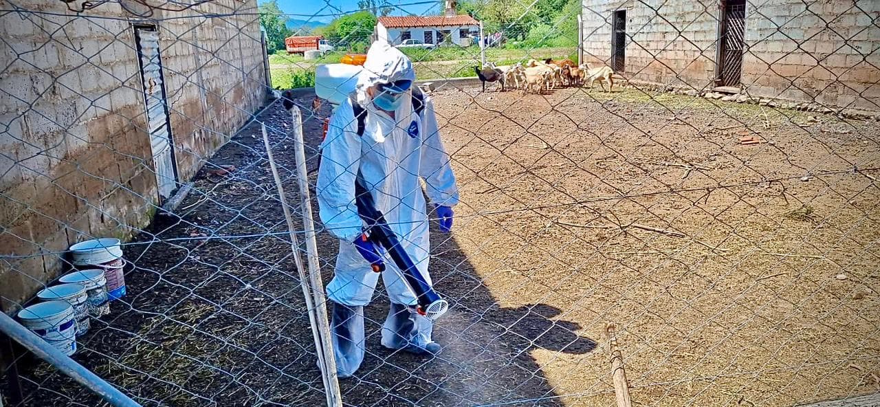Vigilancia epidemiológica en Mendoza ante la gripe aviar detectada en otras provincias