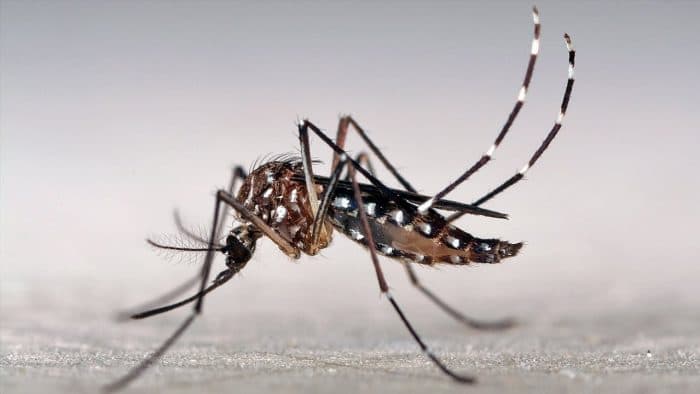 Dengue: Mendoza registra el 3° caso autóctono y uno de chikunguña