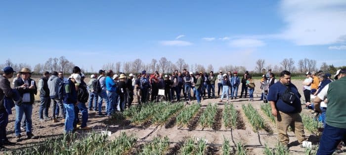 200 productores se capacitaron sobre el comercio del ajo en Luján