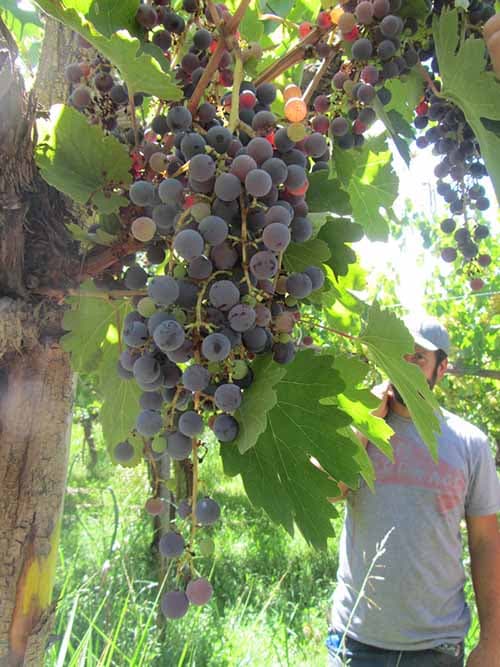 INTA Luján realizará el 4° encuentro de vinos y variedades criollas