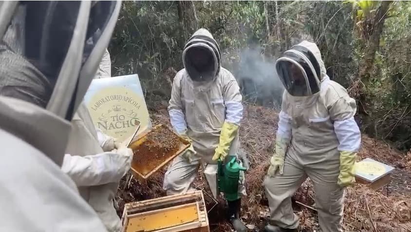 Cosmética: proteger 1 millón de abejas en América Latina