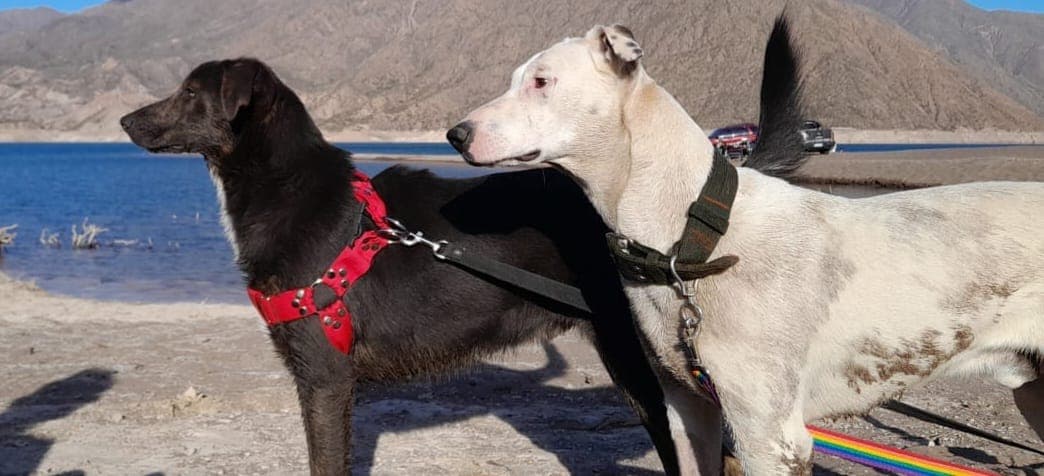 Adopta un Compañero Peludo con Misión Animal