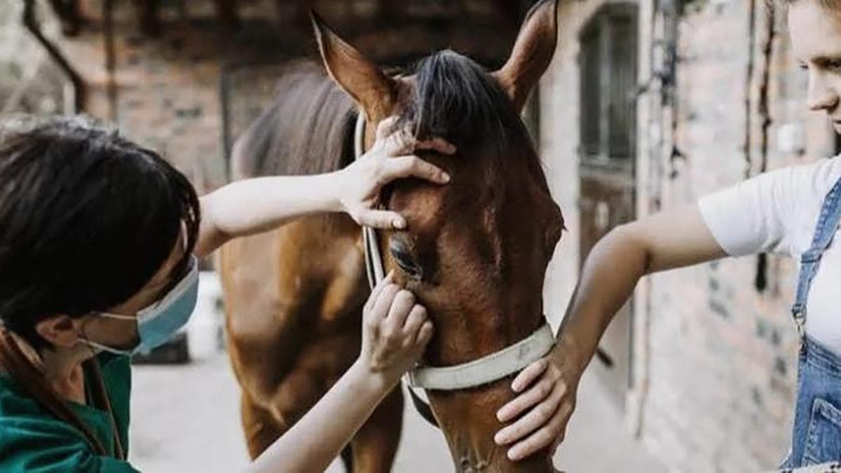 Confirman el 1° fallecido por encefalitis equina