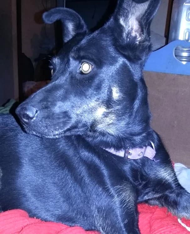Sasha es una perra que busca donación de sangre 2024