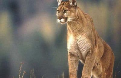 Un puma sorprendió en un túnel de Cacheuta.
