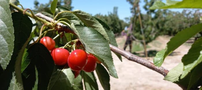 Mendoza es sede del 3ª Seminario Internacional de cerezas frescas tempranas.