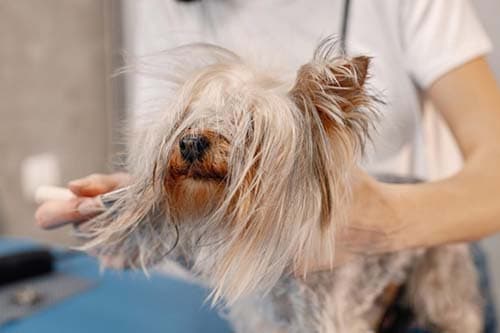 peluquería canina
