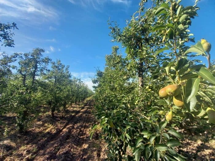 Carpocapsa: Siguen los controles en frutales de pepita.