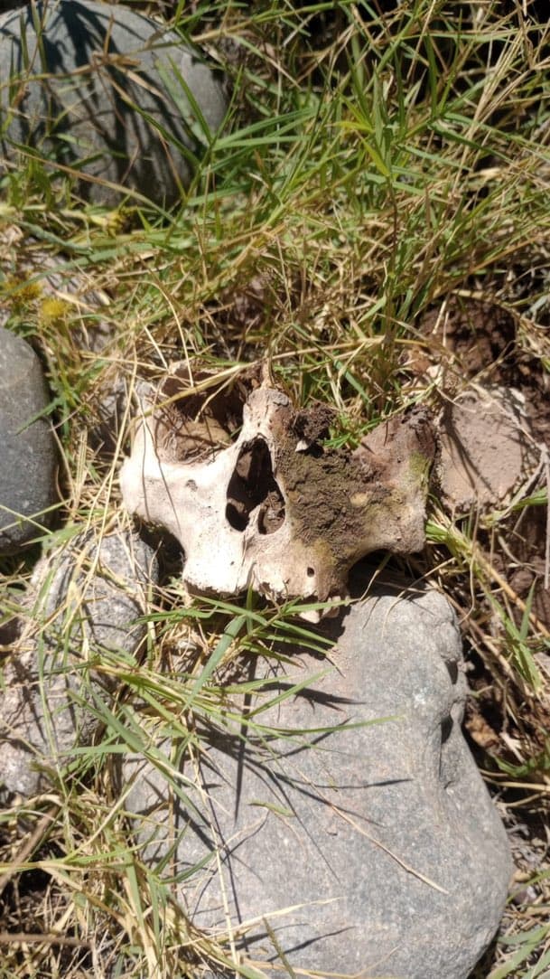 Hallazgo macabro en el Río Mendoza: un cráneo y otros huesos humanos.