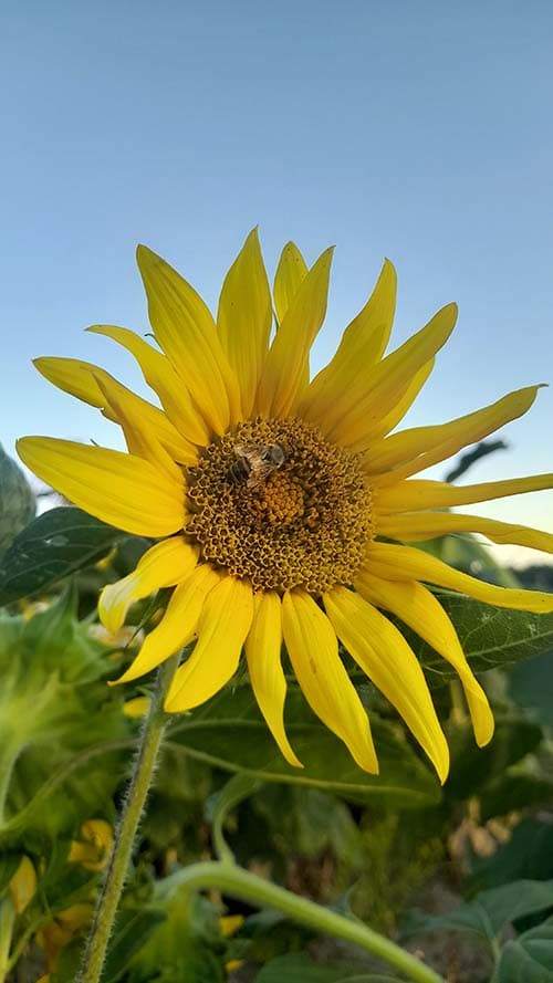Girasol