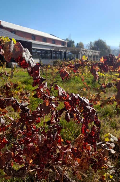 Autumn in Mendoza: colours, flavors, and dkills for the future.
