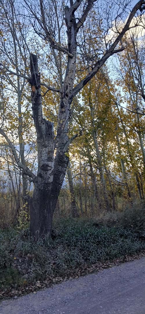 árboles perdriel artificial