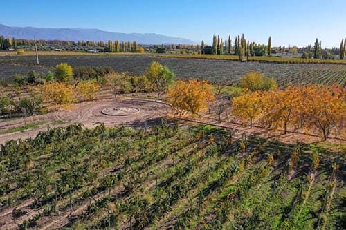 Plaza Malbec, un barrio que elabora su propio vino