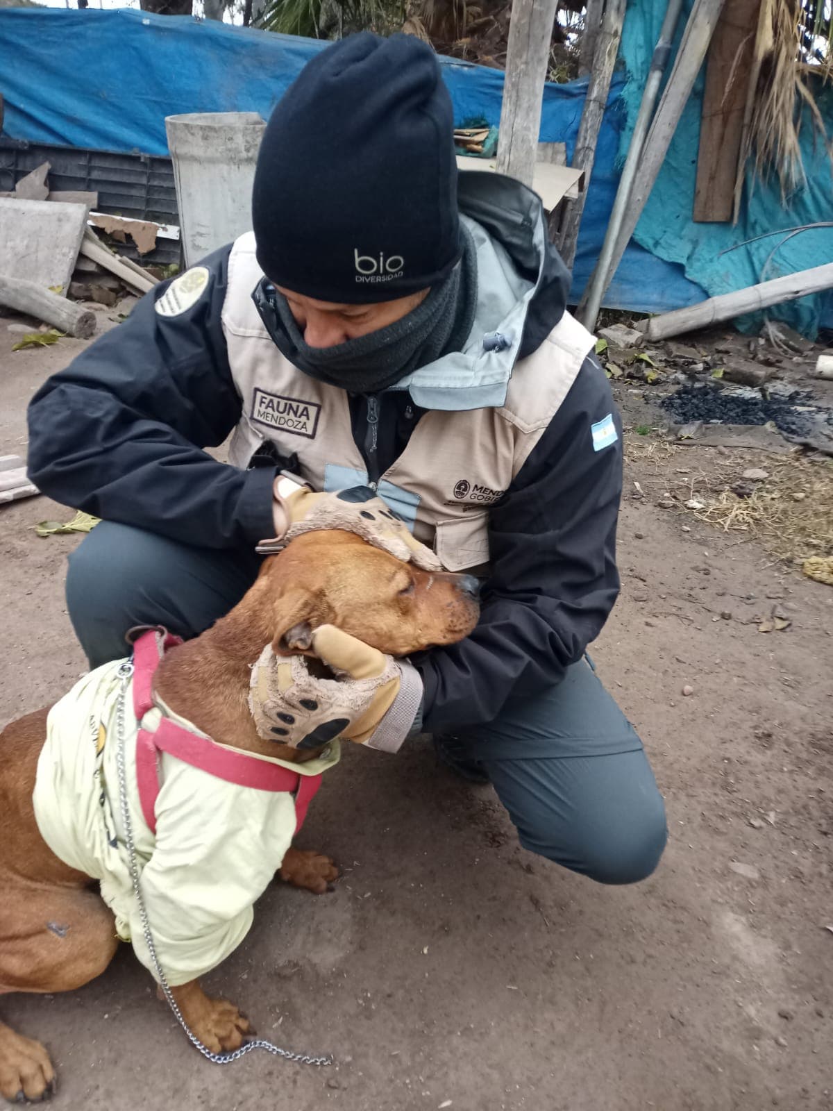 Rescataron los 5 perros por maltrato animal en Perdriel