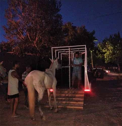 Encontraron con vida los tres caballos robados en Perdriel
