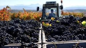 Banco de Vino: A cuanto se podrá pagar el quintal de malbec en Luján con el operativo