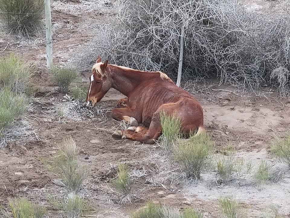 animales